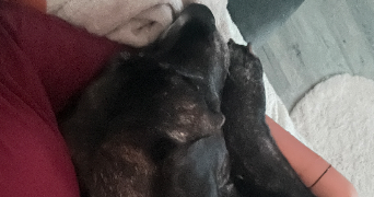 mélanie pet sitter à LIMOGES 87000_2
