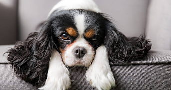 solène pet sitter à Aix-en-Provence 13090_1