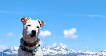 caroline pet sitter à BRIDES LES BAINS 73570_1