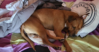 axelle pet sitter à POMOY 70240_1