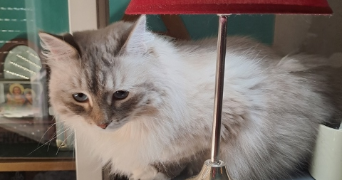 gisèle cat sitter à ANNECY 74960_2
