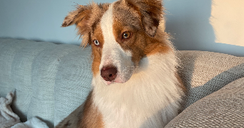 jeanne pet sitter à PUISEUX LE HAUBERGER 60540_1