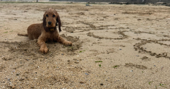 noémie pet sitter à OUISTREHAM 14150_6