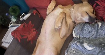 tyla pet sitter à COURBEVOIE 92400_8