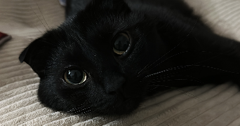 maëllis pet sitter à BEZIERS 34500_1