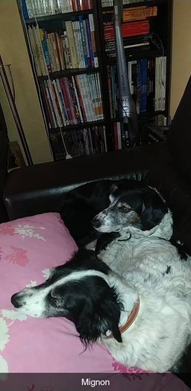 julie pet sitter à Vidauban 83550_3