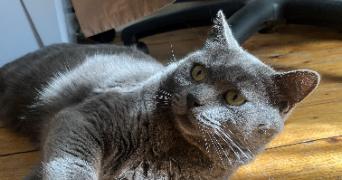 cynthia pet sitter à MANTES LA JOLIE 78200_2
