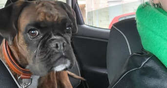 stérenn pet sitter à PLUGUFFAN 29700_7
