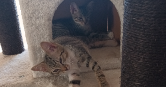 sandra pet sitter à MOISSAC 82200_3