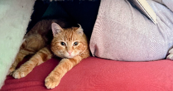 aurelien pet sitter à SAINGHIN EN MELANTOIS 59262_6