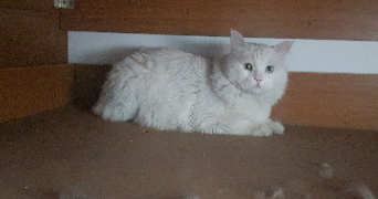 marie theresia pet sitter à STRASBOURG 67000_3