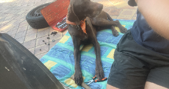 hugo pet sitter à GAUVILLE LA CAMPAGNE 27930_2