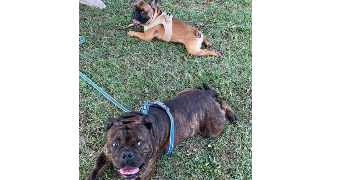 bastien pet sitter à LONGUENEE EN ANJOU 49770_6