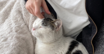 emma pet sitter à MONTESSON 78360_2