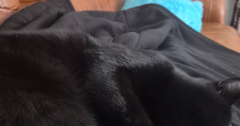 eva pet sitter à Raismes 59590_3