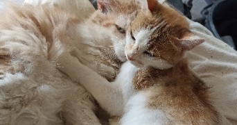 justine pet sitter à AMBERT 63600_9