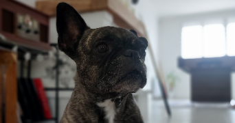 jade dog sitter à ST JEAN 31240_1