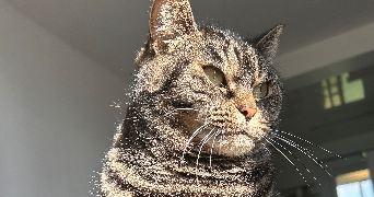 estelle pet sitter à MALAUNAY 76770_1