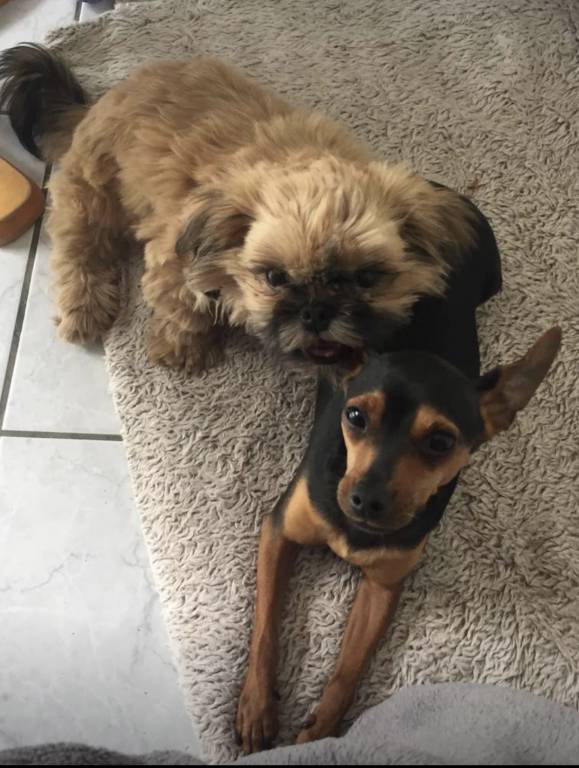 MARTINE dog sitter à Beychac-et-Caillau 33750_5