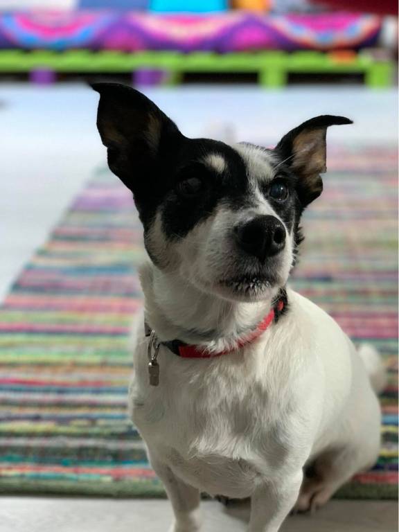 louna pet sitter à Pantin 93500_1