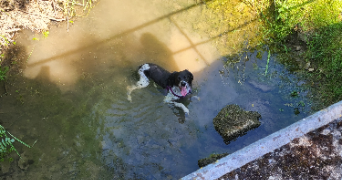 adèle pet sitter à BEAUSITE 55250_0
