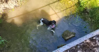 adèle pet sitter à BEAUSITE 55250