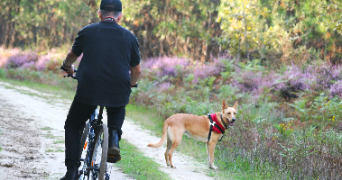 tommy pet sitter à BENQUET 40280_3