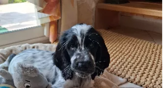 fabrice pet sitter à STE MARGUERITE SUR DUCLAIR 76480