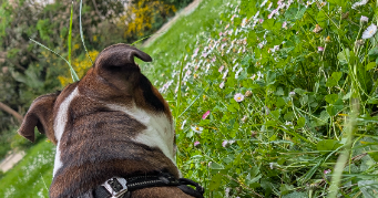 madison pet sitter à NOMDIEU 47600_5