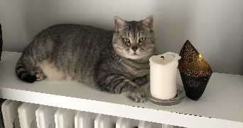 nika pet sitter à RUEIL MALMAISON 92500_3