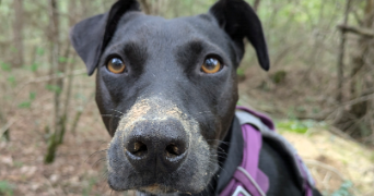 lisa pet sitter à ASTAFFORT 47220_8