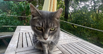 anna pet sitter à BIARRITZ 64200_1