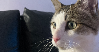 clarisse  pet sitter à EAUNES 31600_2