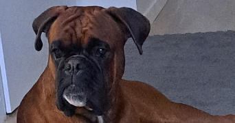 heidi pet sitter à CHEVILLY LARUE 94550_3