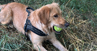 emilie pet sitter à ESSEY LES NANCY 54270_1