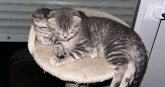 raisa pet sitter à SEVRAN 93270_8