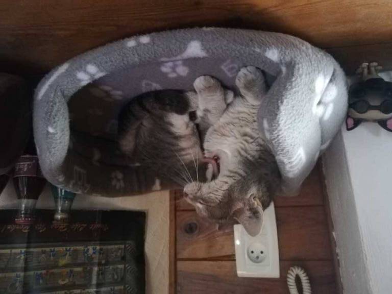 enzio pet sitter à Lyon 3 69003_0