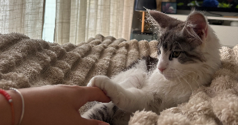 flavie pet sitter à YUTZ 57970_1