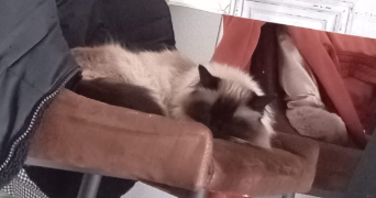 fabienne pet sitter à Montpellier 34000_8