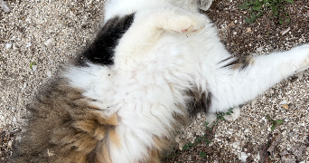 elise pet sitter à ST GRATIEN 95210_6