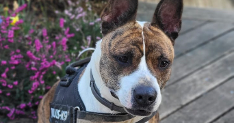 margaux pet sitter à ST PIERRE EN FAUCIGNY 74800_2