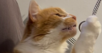 marie pet sitter à NAY 64800_0