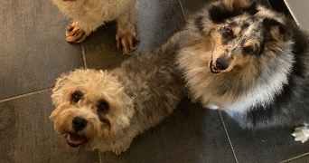 marie pet sitter à NANCRAY SUR RIMARDE 45340_1