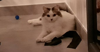 cléa pet sitter à BEAUMONT LOUESTAULT 37360_1