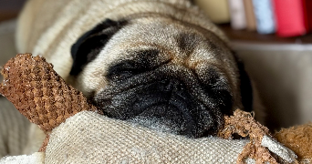 claire pet sitter à Arnay Le Duc 21230_3