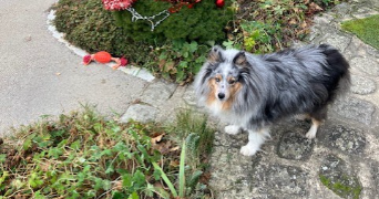 estelle pet sitter à LE CHESNAY ROCQUENCOURT 78150_2