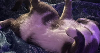 ylona pet sitter à MESSEME 86200_2