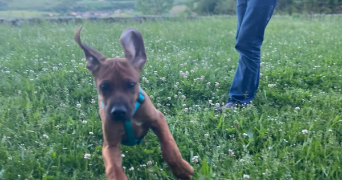 muriel pet sitter à BRETAGNE DE MARSAN 40280_2