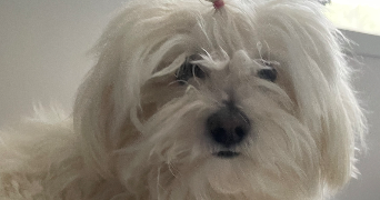 ambre pet sitter à CESSENON SUR ORB 34460_6