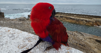 priscille pet sitter à BREST 29200_2